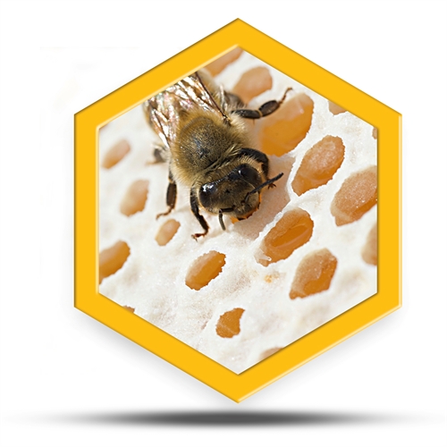 Honning OBC Biavl om bier